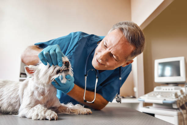 Best Same-Day Emergency Dental Services in Pisgah, AL